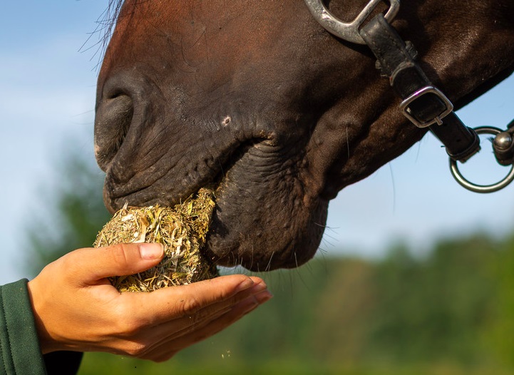 greenbites paard uit hand.